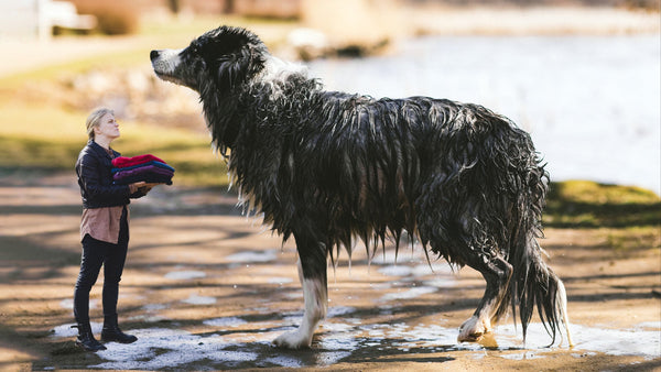 Du trocknest deinen nassen Hund falsch. Lies hier, warum.