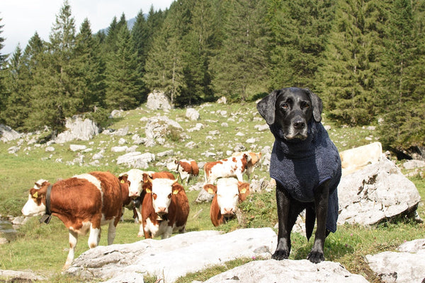 Urlaub mit Hund: Praktische Tipps für eine entspannte Reise