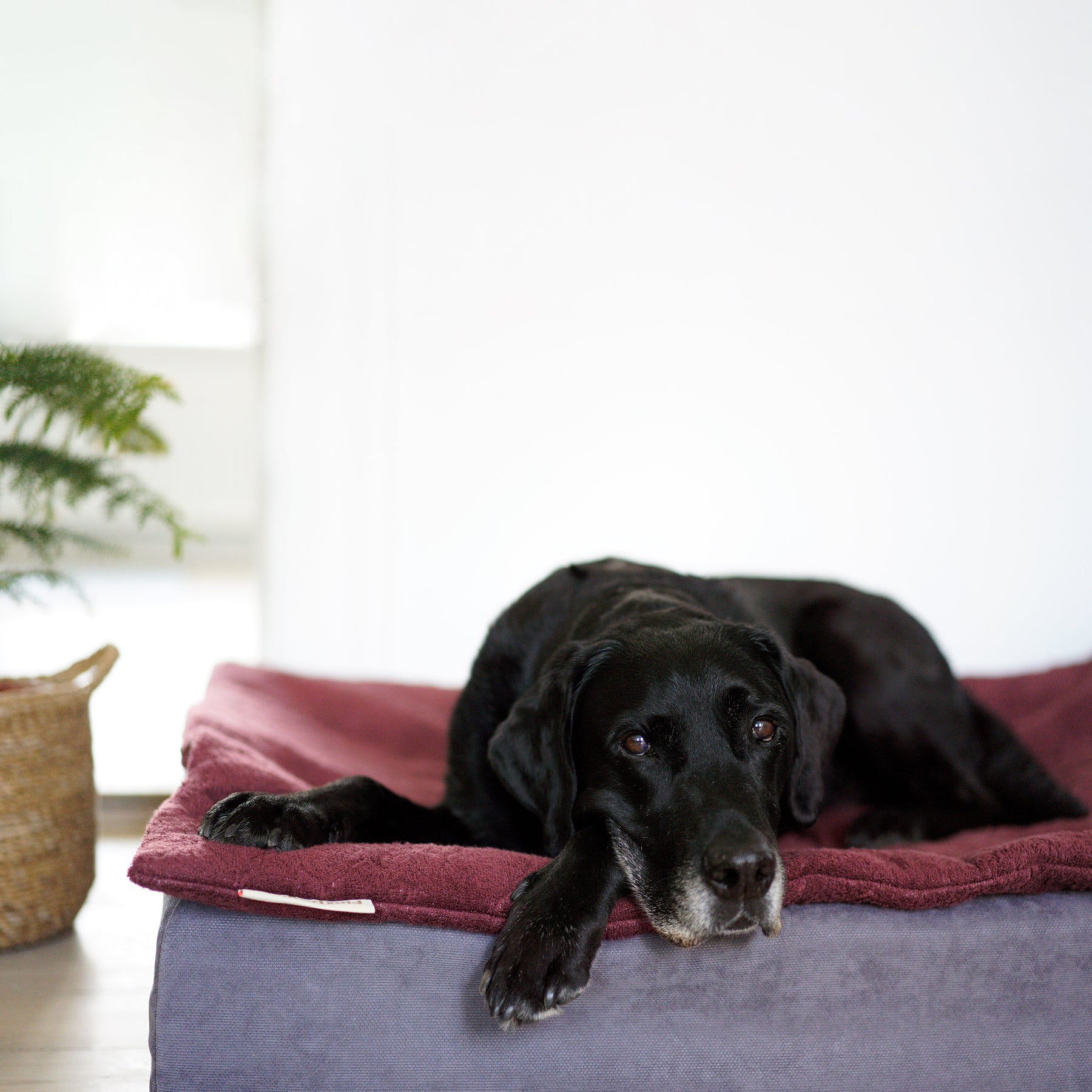 FlexDog Trockenmatte / 70x110