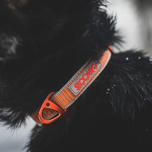 Siccaro Sealines-Halsband / 100 % recyceltes Nylon Leashes and collars
