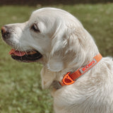 Siccaro Sealines-Halsband / 100 % recyceltes Nylon Leashes and collars