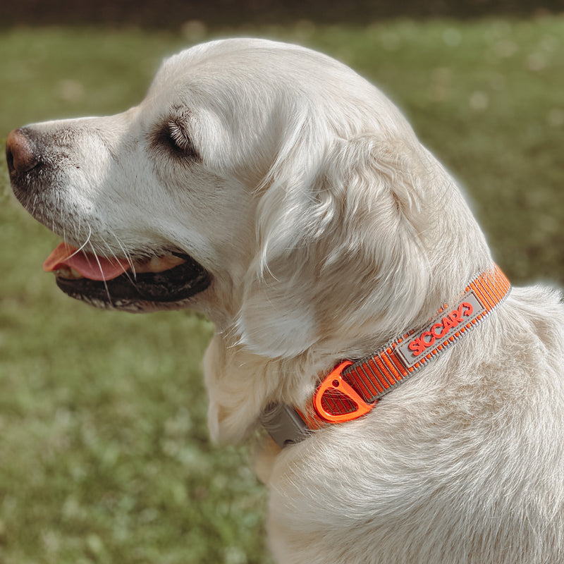 Siccaro Sealines-Halsband / 100 % recyceltes Nylon Leashes and collars