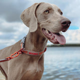 Siccaro Sealines-Halsband / 100 % recyceltes Nylon Leashes and collars