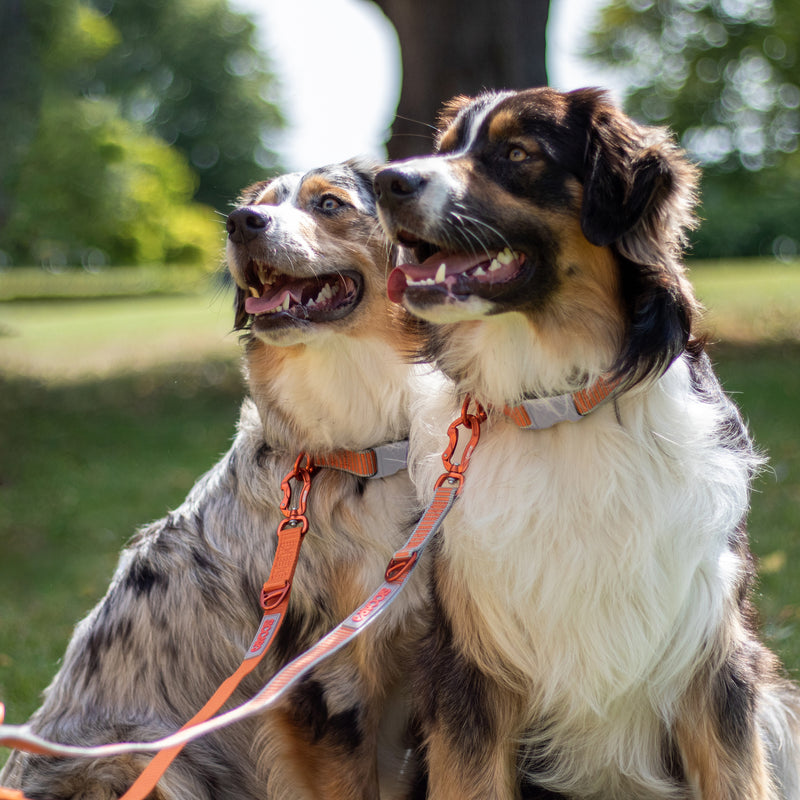 Siccaro Sealines Hundeleine / 100% recyceltes Nylon Leashes and collars