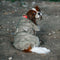 Smart / Hundebademantel / 25