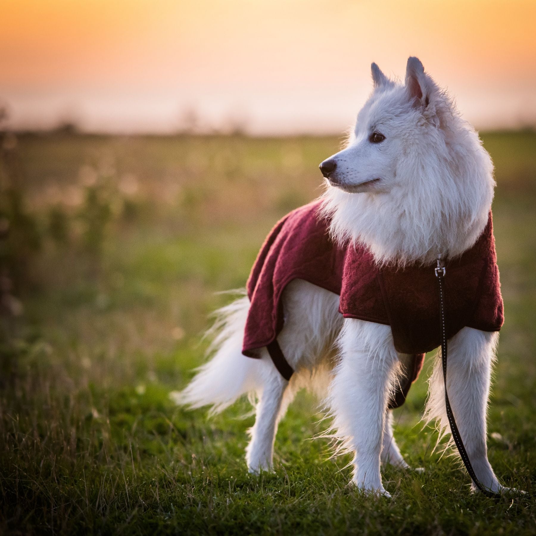 Smart / Hundebademantel / 50