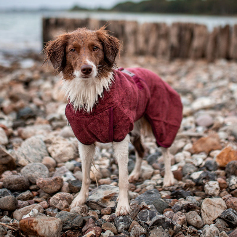 Siccaro Smart / Hundebademantel / 50 Drying Coats