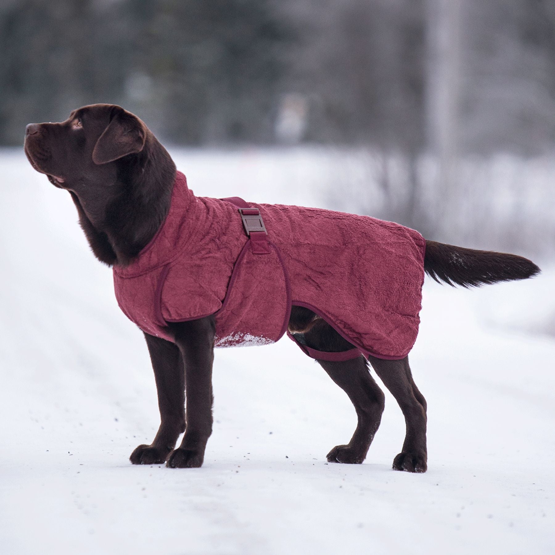 Smart / Hundebademantel / 50
