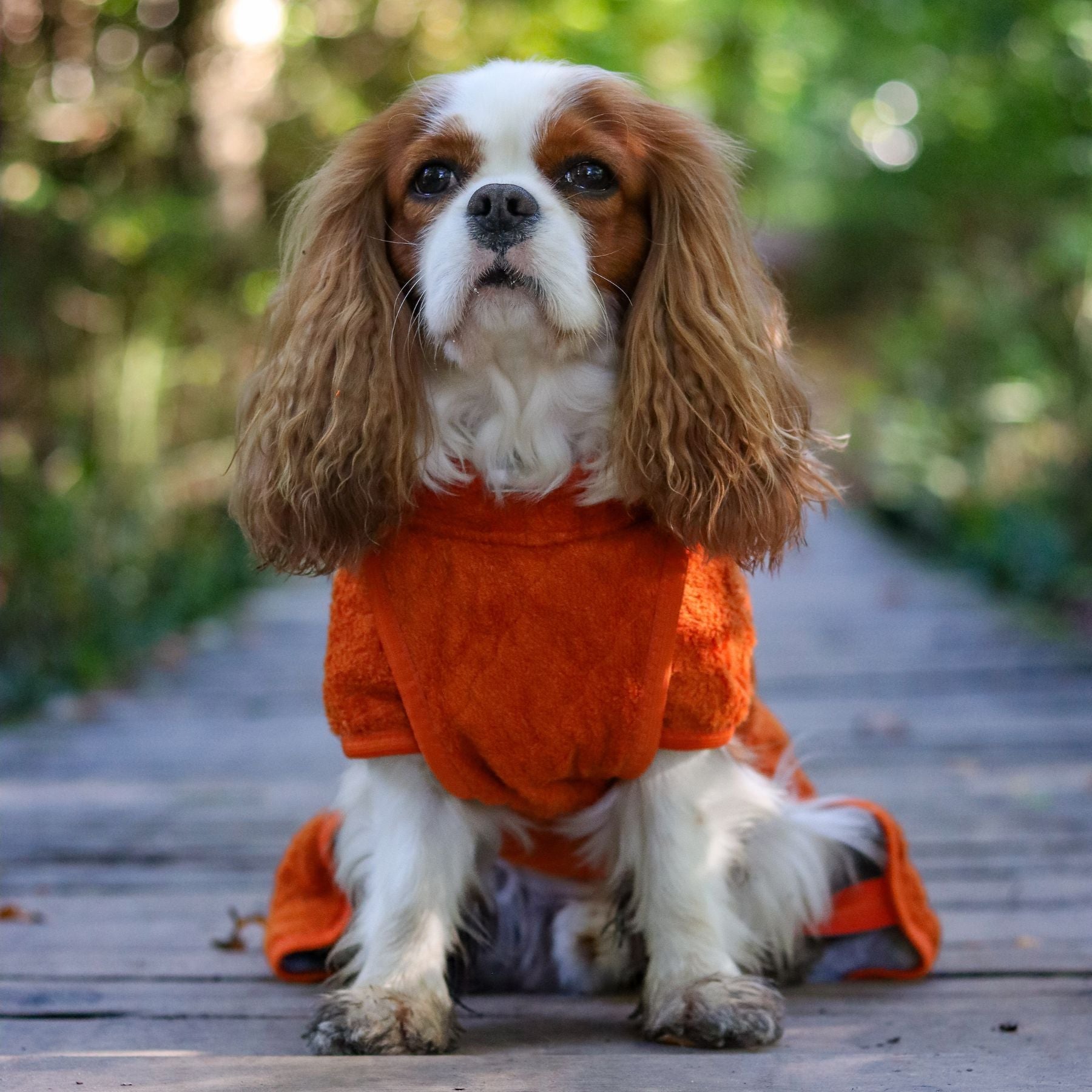 Smart / Hundebademantel / 35