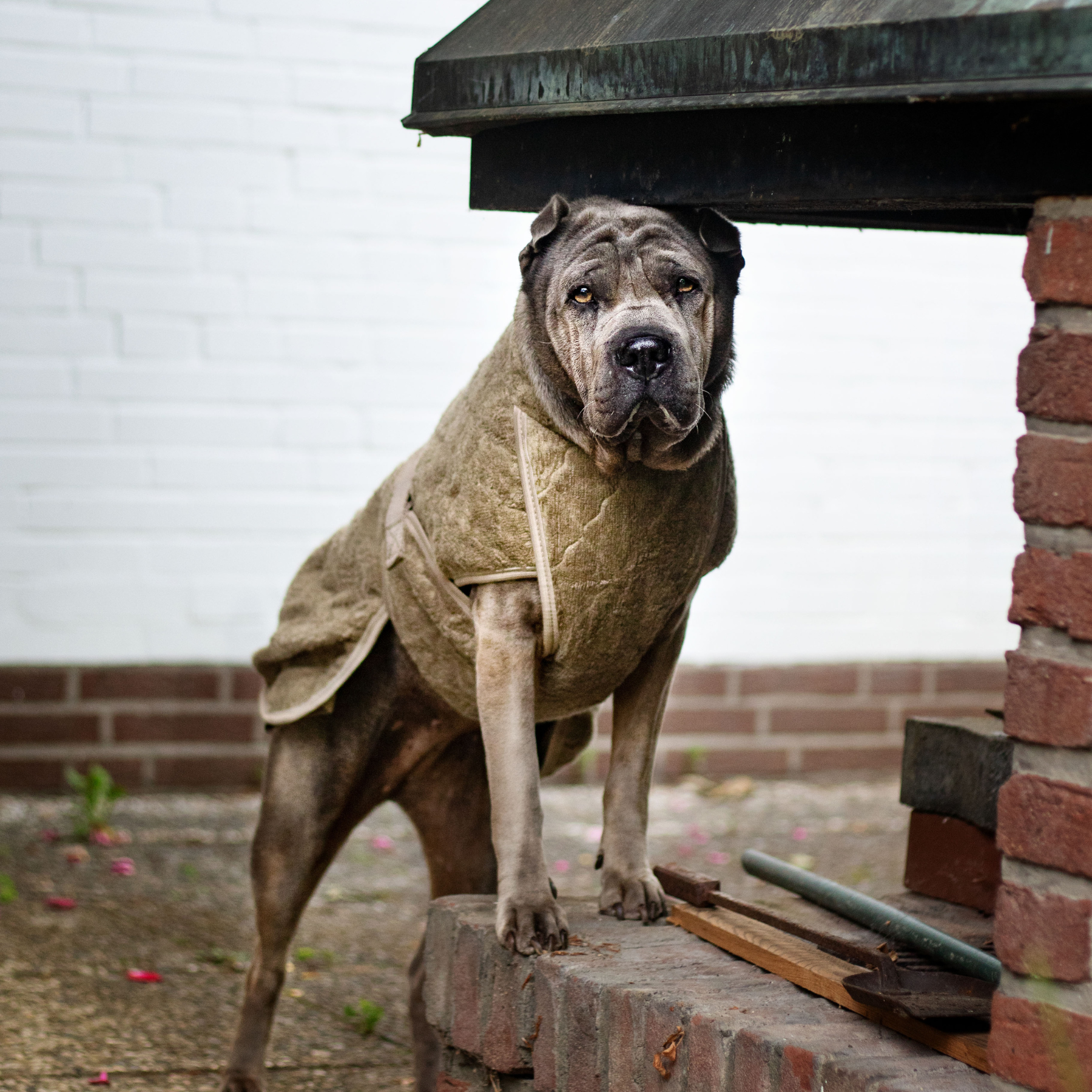 Smart / Hundebademantel / 45