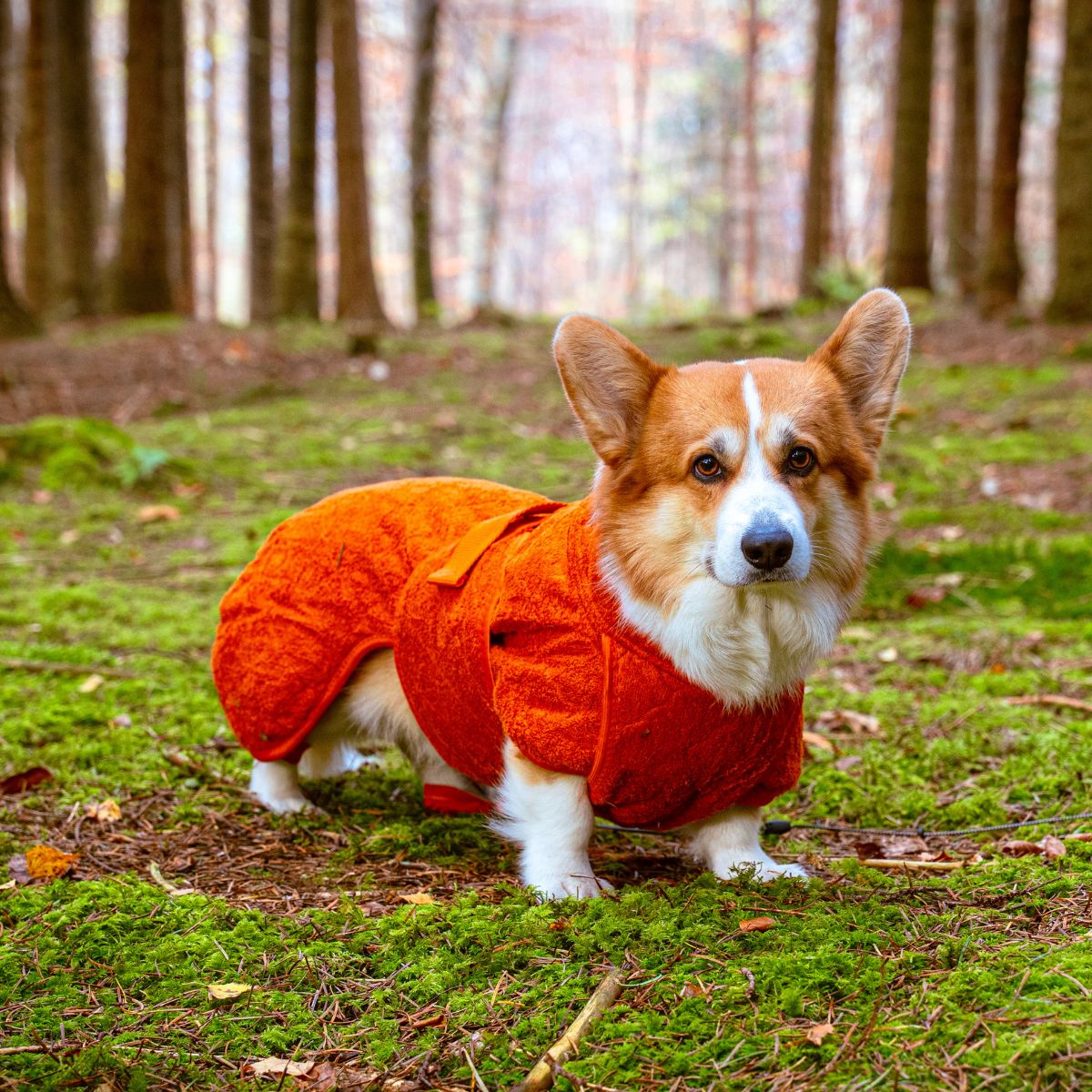 Smart / Hundebademantel / 45