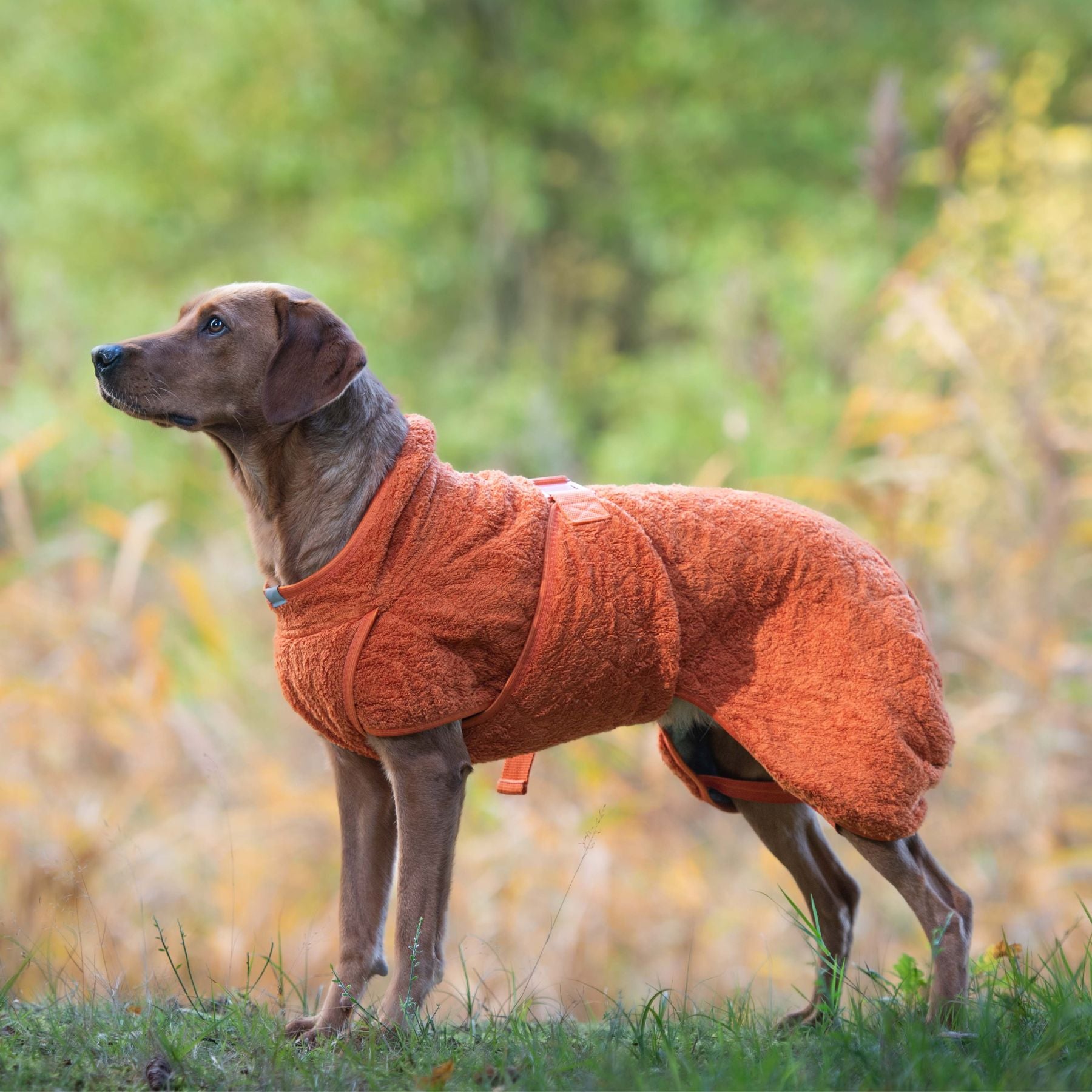 Smart / Hundebademantel / 50