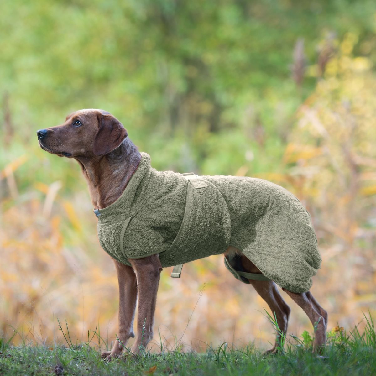 Smart / Hundebademantel / 50